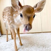 ☆*:.。. mae .。.:*☆ (@beebuzzgrrl) 's Twitter Profile