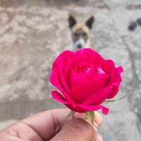 शरणागत (@hindifirstlang) 's Twitter Profile Photo