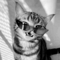 ◟✜ 🐈⬛ 𝕗𝕖𝕓 𝕓𝕠𝕪 🐾 ♯ ⌁. (@fevboyapo_) 's Twitter Profile Photo ◟✜ 🐈⬛ 𝕗𝕖𝕓 𝕓𝕠𝕪 🐾 ♯ ⌁. (@fevboyapo_) 's Twitter Profile Photo