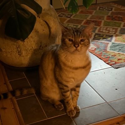 gustavthefatcat's profile picture. 