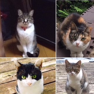 bluebellmari's profile picture. 都内在住
去年から森林再生プロジェクトで現在ケニアにマングローブ17本植樹済!(^^)!
協調性とかは適当に済ます究極のソロ充