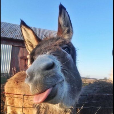 willem1opa's profile picture. account nr  60
humor met een knipoog
maar  wel wakker   
#Reserve van  opa willem  
geloof je de leugen  scrol  dan even door