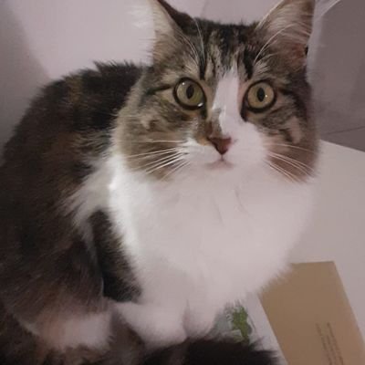 ShakiSsr's profile picture. Obligé d'être plus qu'un peu