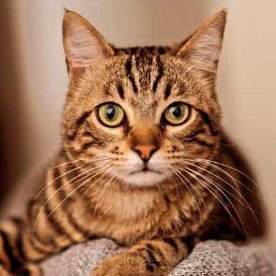 tesira_'s profile picture. Video editor | Building the future of web3 |  Bridging blockchains and ideas