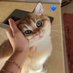 Cat Lawyerð± (@khal_x6) Twitter profile photo Cat Lawyerð± (@khal_x6) Twitter profile photo