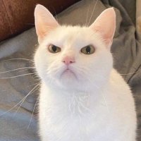 dan (@cerium) 's Twitter Profile Photo dan (@cerium) 's Twitter Profile Photo