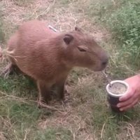 fran 🐔 (@fran_rp14) 's Twitter Profile