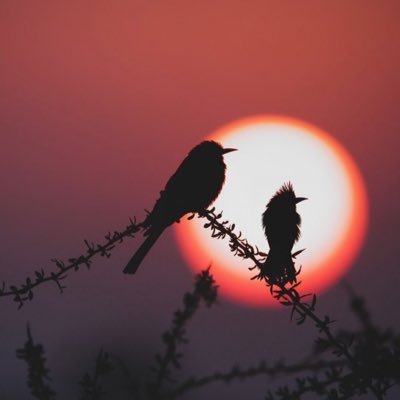 esah1993's profile picture. 