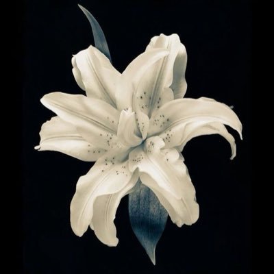 3afhii's profile picture. some moments i like
