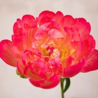 Florinda (@florind90564118) 's Twitter Profile