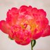 Florinda (@florind90564118) Twitter profile photo Florinda (@florind90564118) Twitter profile photo