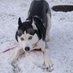 Nozz, Game Reviewster, LIVE w/ A Dog (@shadowforks) Twitter profile photo Nozz, Game Reviewster, LIVE w/ A Dog (@shadowforks) Twitter profile photo