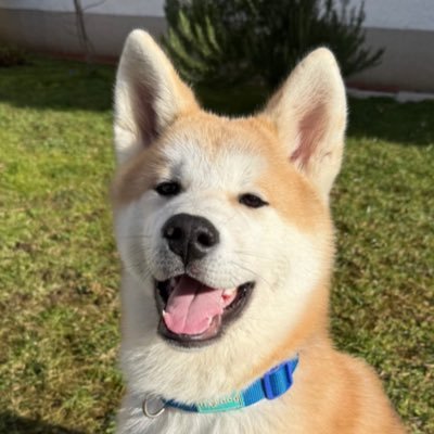 brlafa0x's profile picture. 