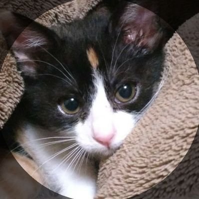 nipachan9202228's profile picture. よろしくお願いします😊
無言フォローすみません。
DMは挨拶程度しか返しません。