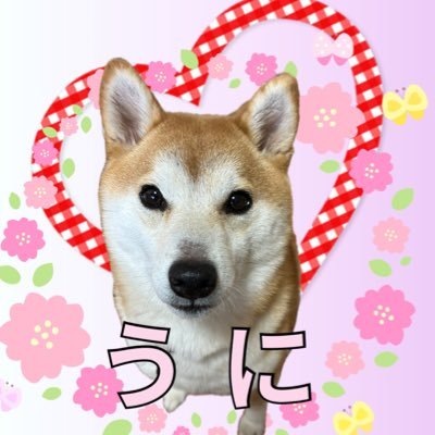 うにんちゅ🦋💕さんのプロフィール画像