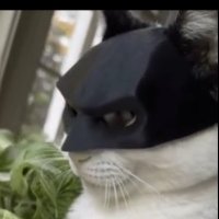 Deepxfn (@deepxfn) 's Twitter Profile