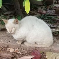 山猫チタ男 (@tonmanana) Twitter profile photo