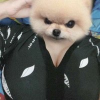 sasa (@sasaput62) 's Twitter Profile