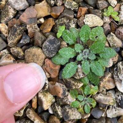 Plants and the 3rd planet
The Chae Lab @UniofOxford @OxfordBiology @magdalenoxford studies hybrid necrosis, plant immune system, NLR, and evolution