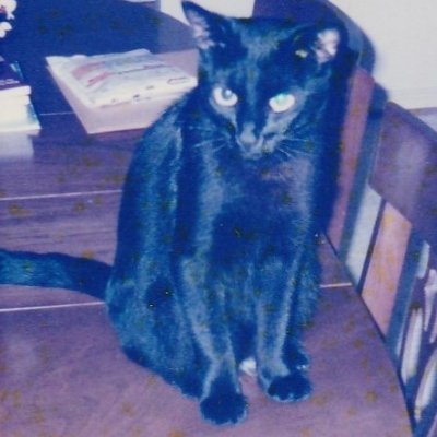 meanassdevilcat's profile picture. Pissed off Army vet. Tired of these stupid wars of choice the ruling class wants. Southern Nationalist.  Late member of the prestigious Sam Francis Forum.