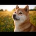 ChangeAgent (@nola_doge) Twitter profile photo ChangeAgent (@nola_doge) Twitter profile photo