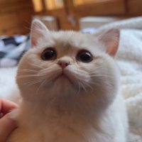 𝓼𝓾𝓰𝔃🐾💋 (@itssugz) 's Twitter Profile