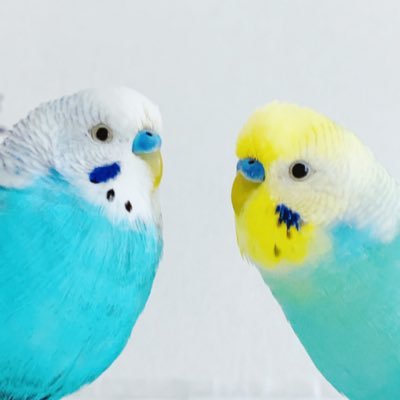 し た んさんのプロフィール画像