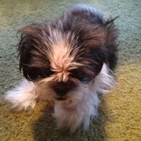 Free_State_Florida (@12111santaluz) 's Twitter Profile