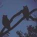 ïṿ (@ivolxbt) Twitter profile photo ïṿ (@ivolxbt) Twitter profile photo