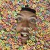 Shonduras (@shonduras) Twitter profile photo Shonduras (@shonduras) Twitter profile photo