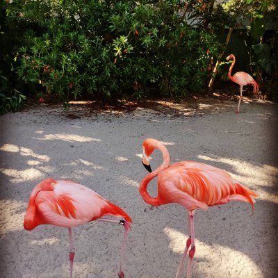 eltpet15's profile picture. Trump Supporter America First ，Business Owner Gardening Enthusiast🇺🇸