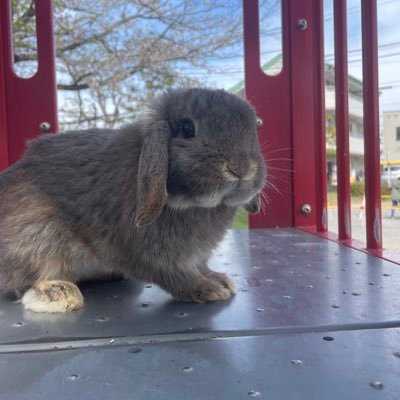 boatkasu_japan's profile picture. スロ・ファジ・二郎・ウサギ