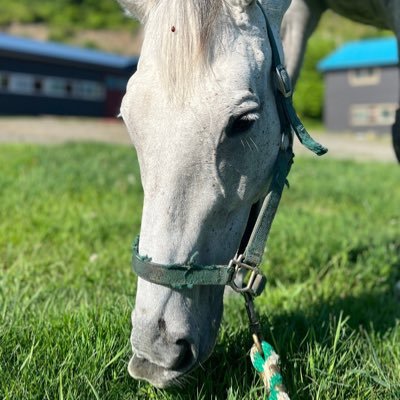 ダービースタリオン Derby Stallion Switch Edition] Was it an accident?! King