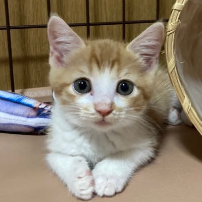 A86441550's profile picture. カブ勉強中です。世界中の保護猫を幸せにしたい。2024.11〜猫でいうなら生後11か月👶 人間年齢は大人。祖父の遺言で信用取引はできませんやりません(今のところ🥺) 現物のみでなんとかしたい…