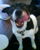 themoodog's profile picture. 