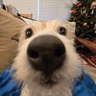 cheeseman0ff's profile picture. 18 𓆝 cheesman0fficial was 2 long :(𓆟 
I don't use or plan 2 use twitter much besides retweeting𓆞artist andt student