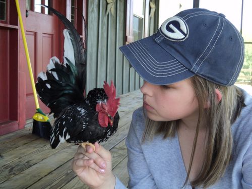 Chickanswers's profile picture. We are striving to be your one stop guide to everything chicken.  This includes breed info, ailments, building chicken coops and answering your questions.