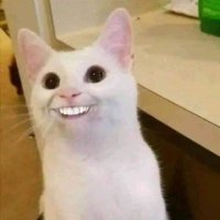 Shibl (@mo_shibl) 's Twitter Profile