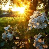 dalihmohammed (@dalihmohammed1) 's Twitter Profile