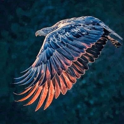 Rosesinash69's profile picture. Living on borrowed time and debts owed. I'm just here for some news and to share my thoughts from time to time. We are all just another facet in the infinite. I