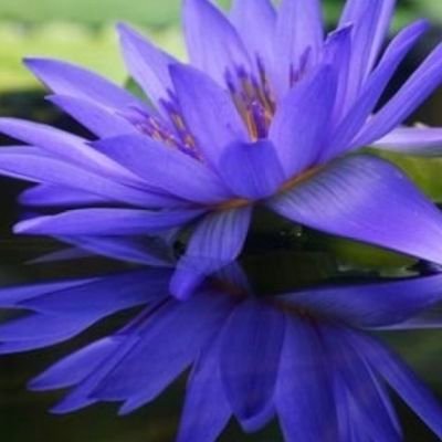 MOGU12612498's profile picture. 藤井風 らぶ💜🎹
JAZZ・classic
21/5/3ビバラロック
21/11/27代々木
22/10/16 パナスタ
23/1/15 たまアリ
23/2/14横アリ
