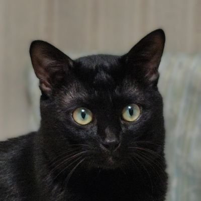 hm373480's profile picture. 屋良朝幸さん（THE YARA）の活動をたくさんの人に知ってもらいたい。Travis Japan、寺西くんもゆるゆると。MAの思い出は宝物。屋良くんがお世話になった先輩方は永遠の尊先。