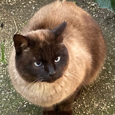 猫好き、湧水好き。jazz好き、最近は文具の世界にはまりそう!プランター栽培好き。7年前からの謎の痛みが【繊維筋痛症】だったと分かりました。特に右半身に激痛がありベット上で過ごす毎日。 痛みを受け入れて生きてきましたが、最近我慢をすることに疲れてきました。Xの使い方が理解できず💦 ご迷惑をかけたらごめんなさいね