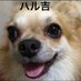ハル吉😼 (@htnd9aahrg73914) Twitter profile photo ハル吉😼 (@htnd9aahrg73914) Twitter profile photo