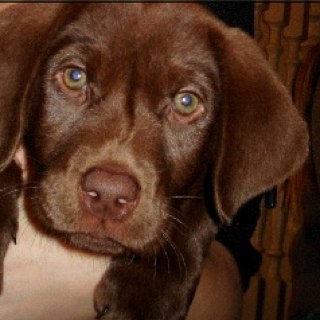 BooDogus's profile picture. peachy keen guy and a real swell dancer