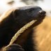 Skeptical Ratel (@skepticalratel) Twitter profile photo Skeptical Ratel (@skepticalratel) Twitter profile photo