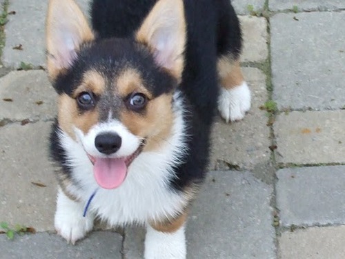 animalhumor's profile picture. author of 11 dog books, a set of cat flash cards, and several articles in national pet magazines