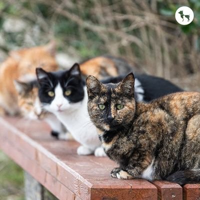 Hazhir3720's profile picture. #CrunchieOG 
best 👌