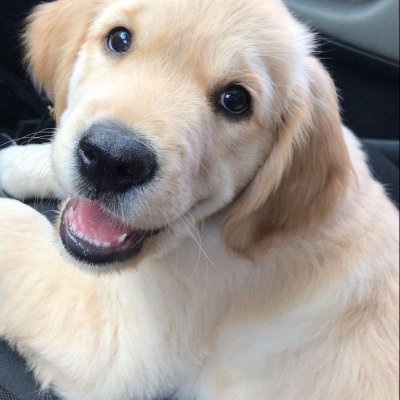 Passionate about providing safe, loving homes & expert care for pets. 🐶🐱 Helping pet parents with top-notch boarding, grooming & wellness tips. 🏡💙 #PetCare