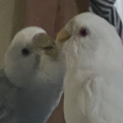 ♪インコの雛を可愛がってくれる方探しています! 第一条件は生涯可愛いがってくれる方です!神奈川県の方まで来れる方でよろしくお願いします!ご質問などご気軽にお願いします!♪